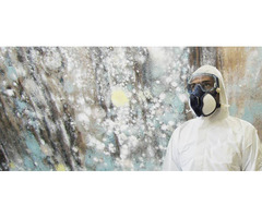 Premier Mold Removal In Vancouver