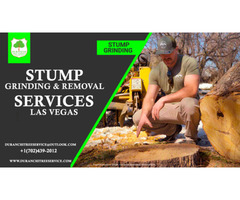 Affordable Stump Removal Solutions in Las Vegas - Contact Us Today