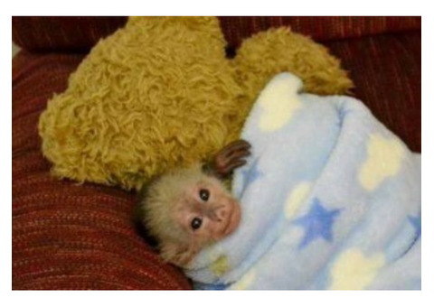 2 Healthy Capuchin Monkeys Available