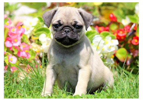 Pugs in Paradise: Find Your Playful Pup in Florida Today!