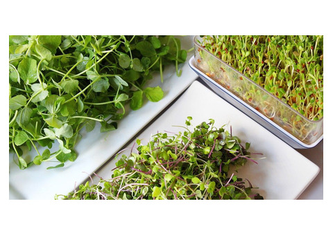 Start Your Garden Journey: Microgreens Kit for Home Growing
