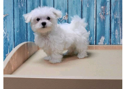 and Healthy Maltese Puppies Available