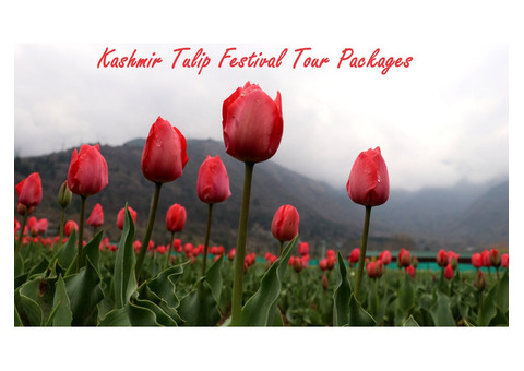 Tulip Tales: Exclusive Kashmir Tulip Garden Festival Package