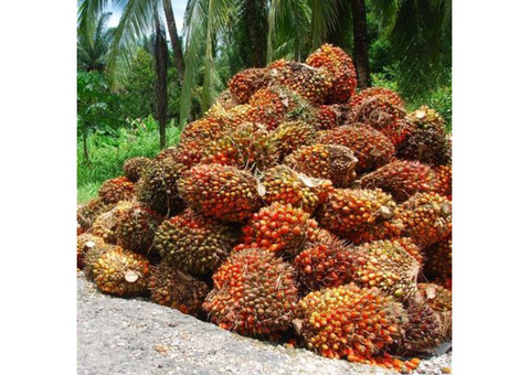 Organic Palm Oil