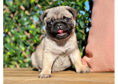 Little Paws, Big Hearts: Mini Pugs for Sale in Florida!
