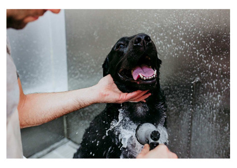 Professional Dog Wash: Know Why It Is a Good Idea