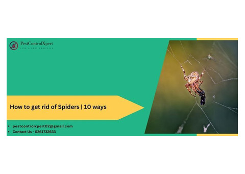 How to get rid of Spiders | 10 Ways