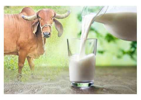 Buy gir cow milk online and purest dairy no Experience the joy