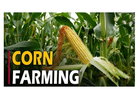 Optimizing John Deere Concaves for a Successful Corn Harvest