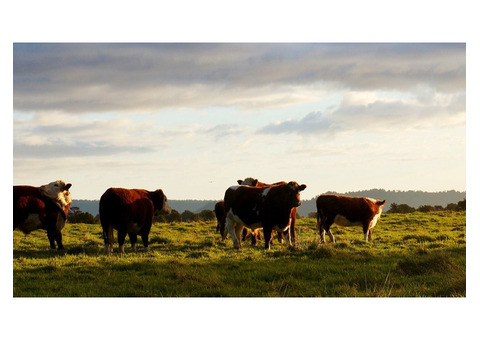 Are you searching for beef suppliers in Australia?