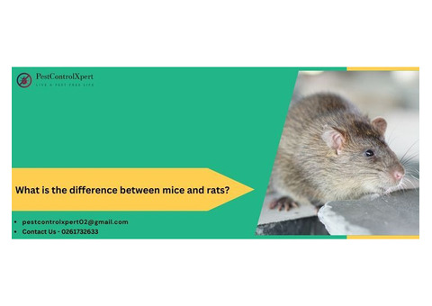 What is the difference between mice and rats?