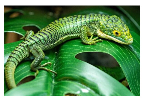 We offer exotic reptiles at absolute rock-bottom prices