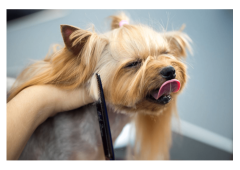 Pet Parenting: Should You Stay or Go During The Dog Grooming Session?
