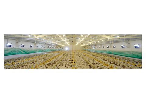 Are you searching for fresh and frozen poultry supplier in Australia?