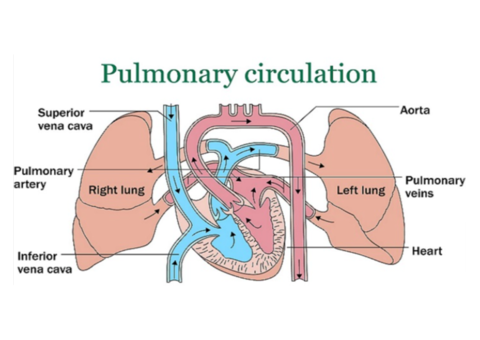 Pulmonary Hypertension Treatment - Vitaleenanomed