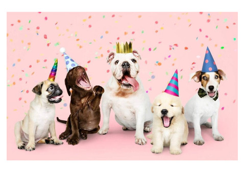 Pet Grooming Party in Chicago: Join Its 1st Anniversary Celebration