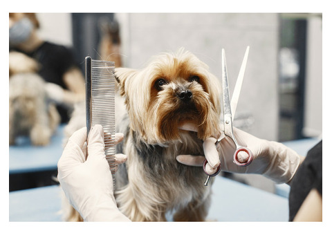 Pamper Your Pooch: Top-Notch Dog Grooming Services Sydney!
