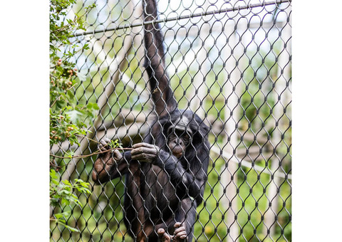BMP: Leading the Way in Zoo Mesh and Aviary Netting Solutions