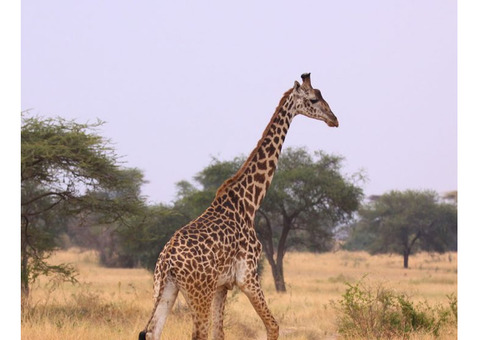 Best Tanzania Safari Tour Operators