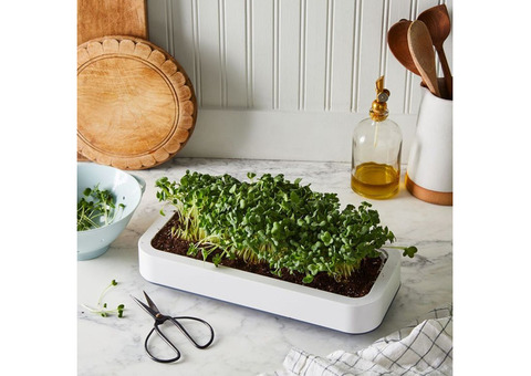 Get Hands-On with Microgreens: DIY Kit Ready