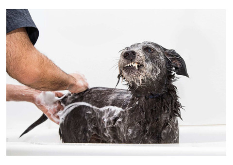 Understanding Pet Grooming Products: What Why It Matters