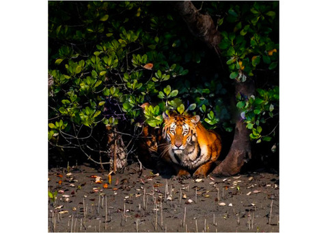 We OfSonar Bangla Sundarban Package Tour at Best Price -  in 2024