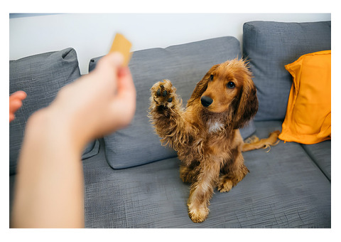 Why High-Quality Nutritional Source Are Important in Dog Treats Online