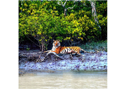 Looking Hotel Sonar Bangla Sundarban Tour Packages?