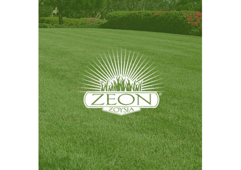 Zeon Zoysia: Your Perfect Lawn Solution