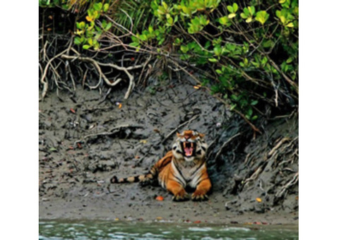 Best deals on the Hotel Sonar Bangla Sundarban Package Tour in 2024