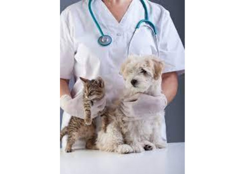 Expert Veterinary Services Tailored To Your Pet's Needs