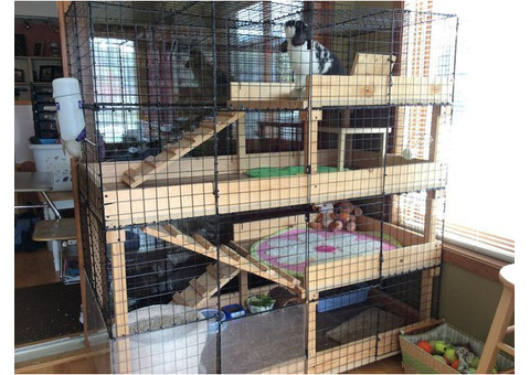 All Things Bunnies: Premium Rabbit Breeding Cages