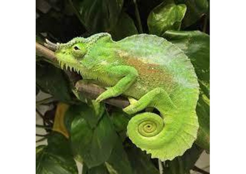EXOTIC REPTILES FOR SALE AT ROCK BOTTOM PRICES