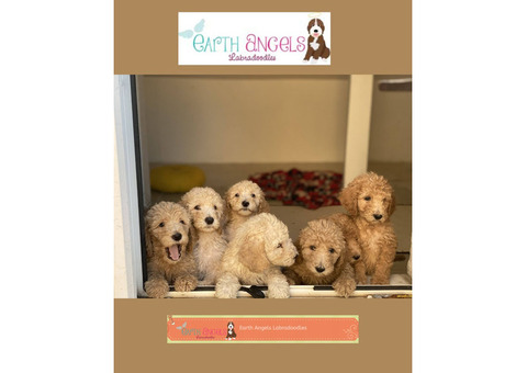 Adorable Labradoodles Available for Adoption in British Columbia