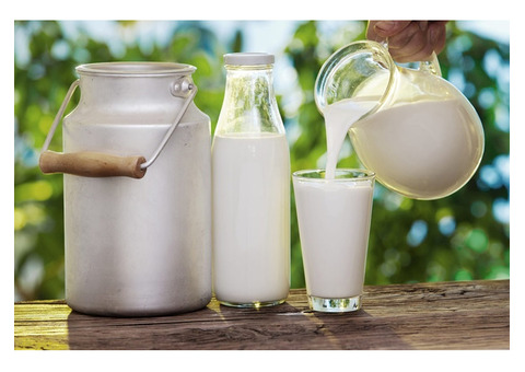 Buy Pure Desi Cow Milk Near Me - Fresh, Natural and Nutritious!