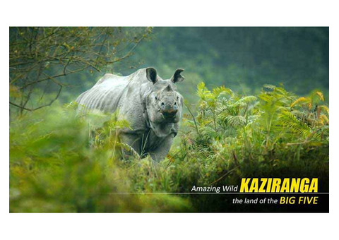Kaziranga Elephant Safari Package Tour with NatureWings