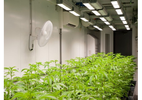 Duramax PVC Panels Can Be Your Best Bet For Indoor Cannabis Grow Room