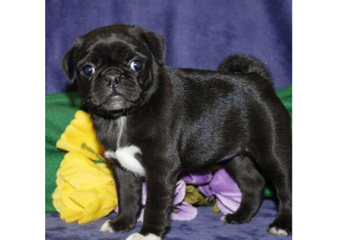 Snag a Steal: Adorable Pug Puppies on Sale in California!