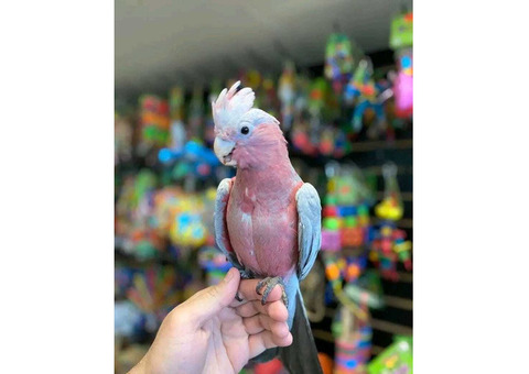 COCKATOO PARROT FOR SALE