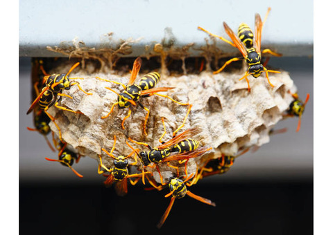 Melbourne's Trusted Wasp Removal Specialists