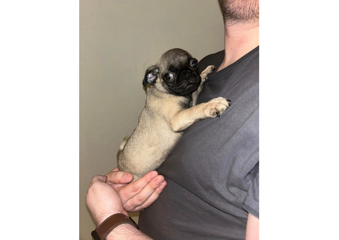 Fawn Pugs For Adoption
