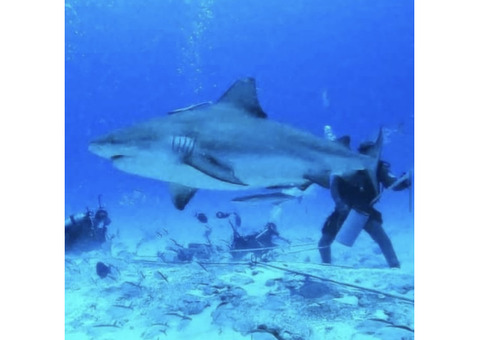 Cancun whale shark tours