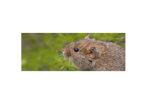 Targeted Voles Control in Michigan
