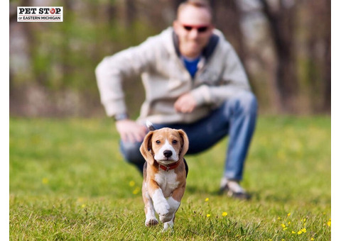 Secure Your Pet with Michigan Dog Fence | Get a Quote Today