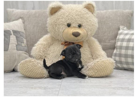Tiny Paws Big Love: Mini Pugs for Sale in Florida