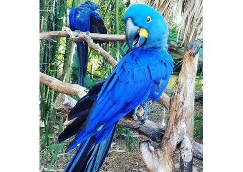 Adorable Hyacinth Macaws for Sale