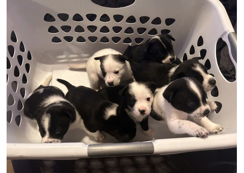 American Eskimo Dog Puppies For Sale