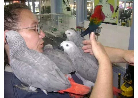 Cute African grey parrots set to go now
