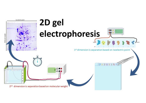 2D Electrophoresis: Empower Your Research Now!