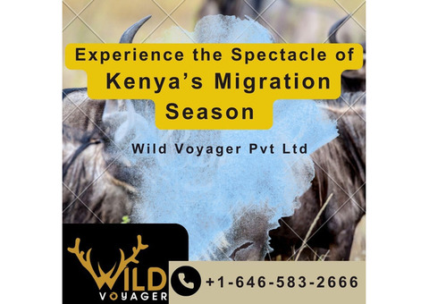 Experience the Kenya Migration Season: Book Your Safari Today